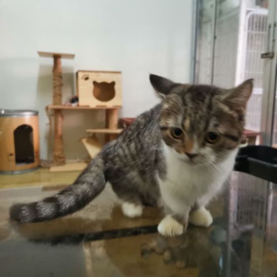 หาบ้านให้น้องหญิง​ขาสั้น รูปที่ 4