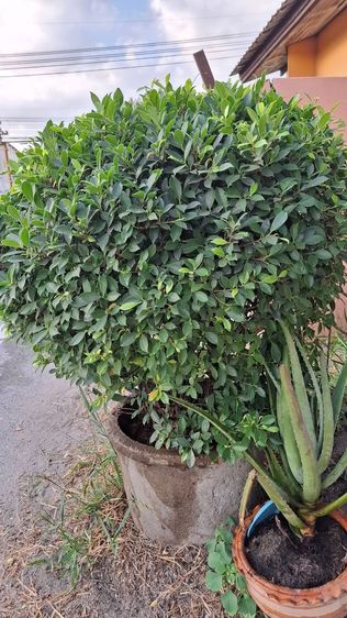 ต้นไทรพุ่มเกาหลี 2 ต้น รูปที่ 2