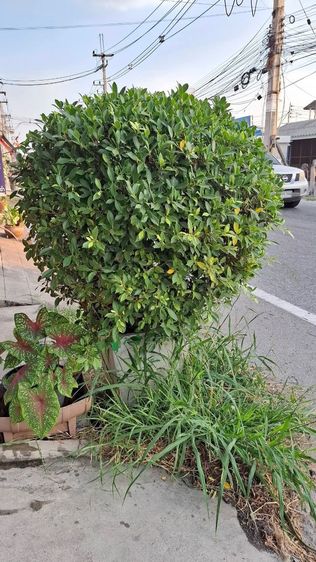 ต้นไม้จริง ต้นไทรพุ่มเกาหลี 2 ต้น