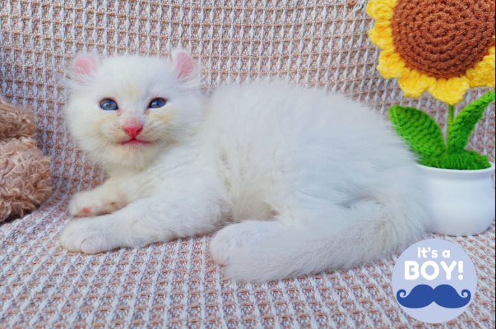 สก็อตติสและอเมริกันเคิร์ล (Scottish fold and American Curl) รูปที่ 9