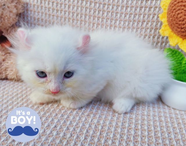 สก็อตติสและอเมริกันเคิร์ล (Scottish fold and American Curl) รูปที่ 10