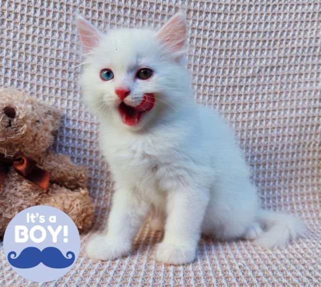 สก็อตติสและอเมริกันเคิร์ล (Scottish fold and American Curl)