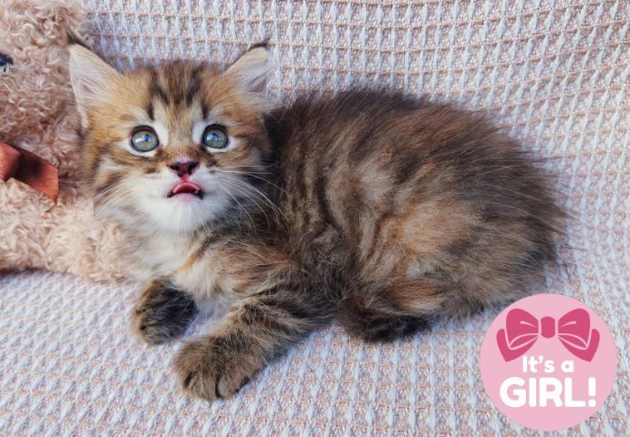 สก็อตติสและอเมริกันเคิร์ล (Scottish fold and American Curl) รูปที่ 7