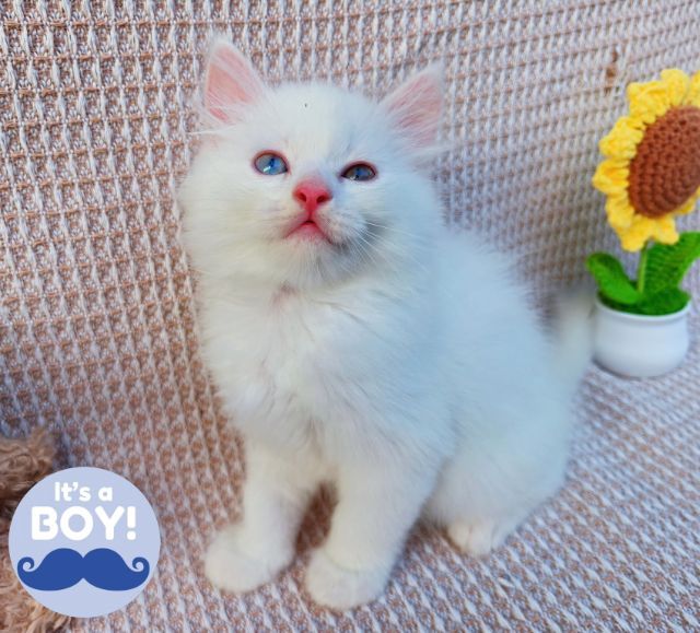 สก็อตติสและอเมริกันเคิร์ล (Scottish fold and American Curl) รูปที่ 4