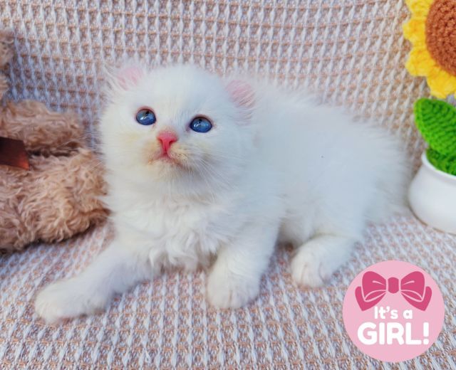 สก็อตติสและอเมริกันเคิร์ล (Scottish fold and American Curl) รูปที่ 8