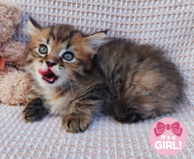 สก็อตติสและอเมริกันเคิร์ล (Scottish fold and American Curl) รูปที่ 6