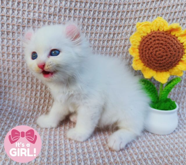 สก็อตติสและอเมริกันเคิร์ล (Scottish fold and American Curl) รูปที่ 2