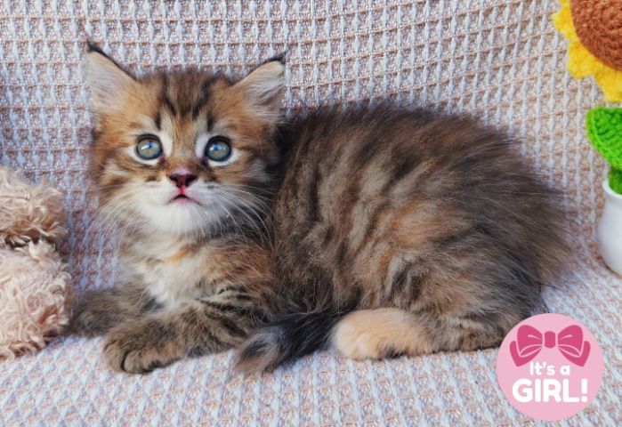 สก็อตติสและอเมริกันเคิร์ล (Scottish fold and American Curl) รูปที่ 12