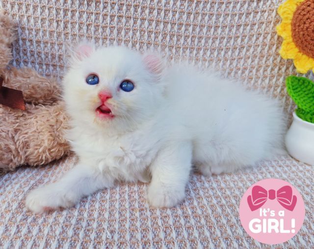 สก็อตติสและอเมริกันเคิร์ล (Scottish fold and American Curl) รูปที่ 5