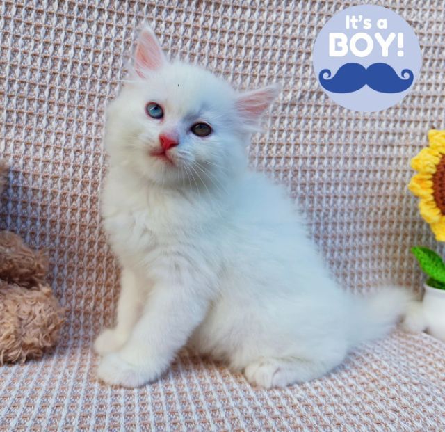 สก็อตติสและอเมริกันเคิร์ล (Scottish fold and American Curl) รูปที่ 3