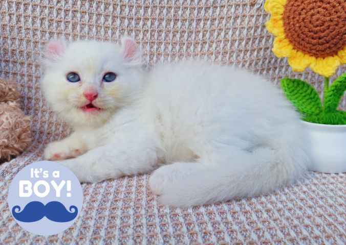สก็อตติสและอเมริกันเคิร์ล (Scottish fold and American Curl) รูปที่ 11