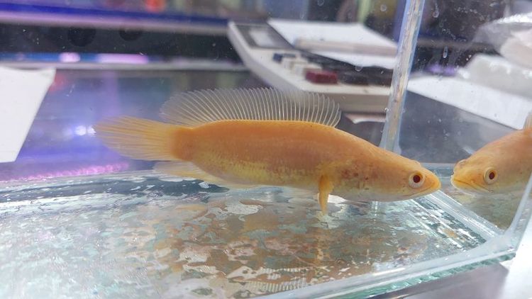 ปลาช่อนเผือกตาแดง(สั้น) รูปที่ 3