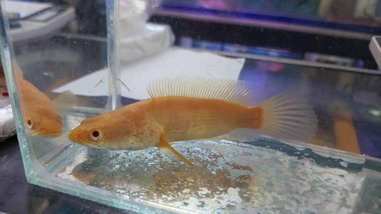 อื่นๆ ปลาช่อนเผือกตาแดง(สั้น)