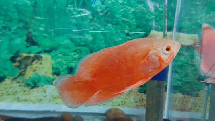 ปลาออสก้าเลมอน ออสก้าเรดชิลี รูปที่ 3