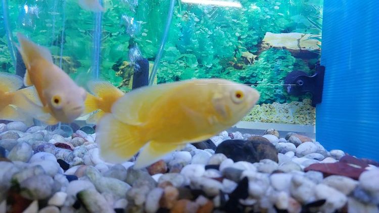 ปลาออสก้าเลมอน ออสก้าเรดชิลี รูปที่ 4