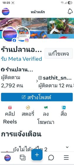 ปลาออสก้าเลมอน ออสก้าเรดชิลี รูปที่ 6