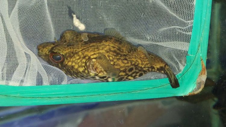 ปลาปักเป้าท้องตาข่าย รูปที่ 2