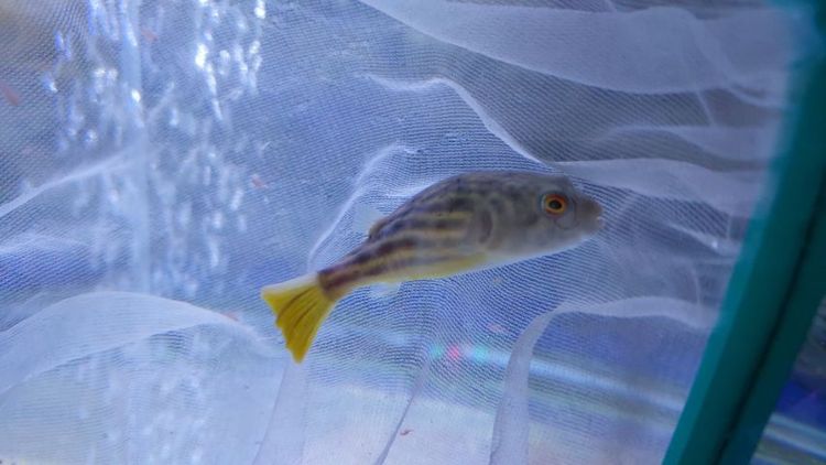 อื่นๆ ปลาปักเป้าฟาฮาก้า