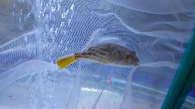 ปลาปักเป้าฟาฮาก้า รูปที่ 2