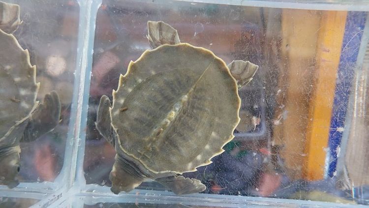 เต่าหมูบิน รูปที่ 3