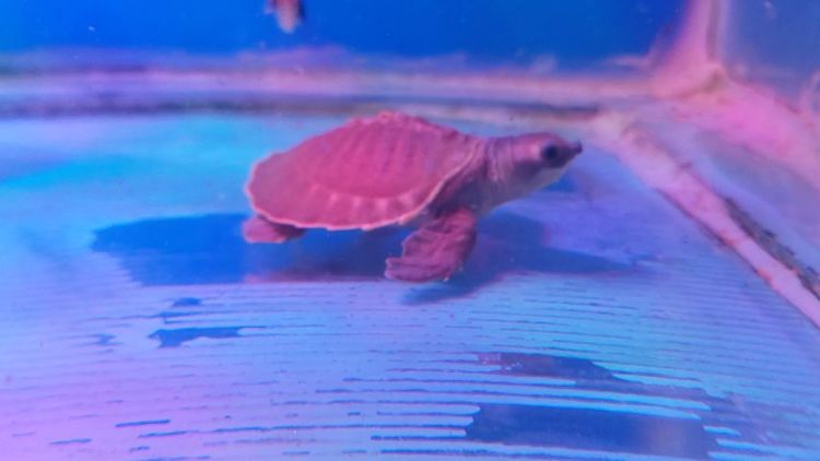 เต่าหมูบิน รูปที่ 5