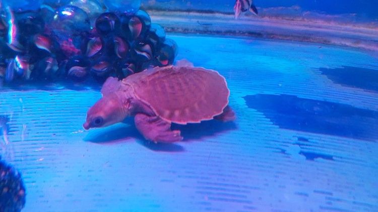 เต่าหมูบิน รูปที่ 4