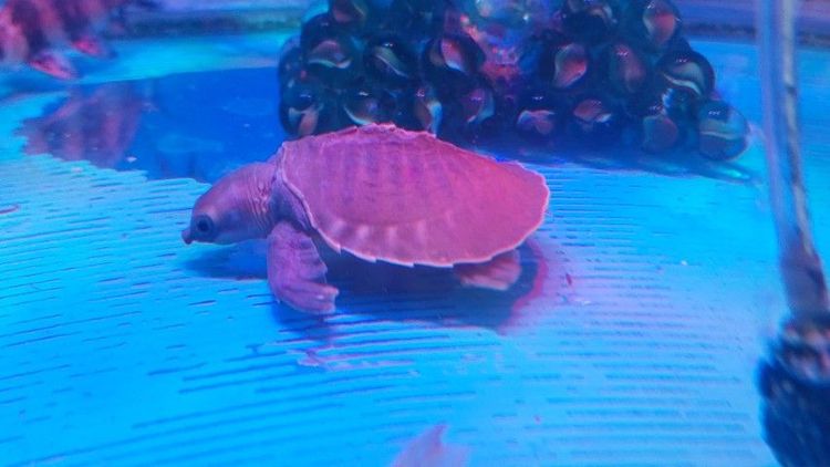 เต่าหมูบิน รูปที่ 2