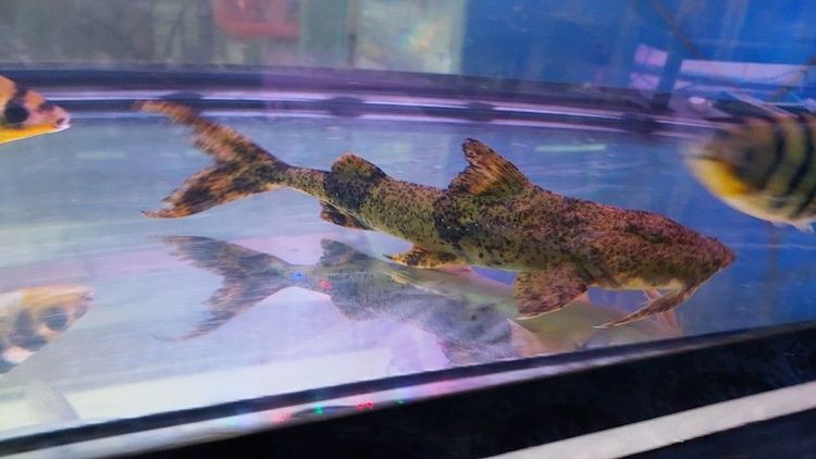 อื่นๆ รักแท้ยักษ์