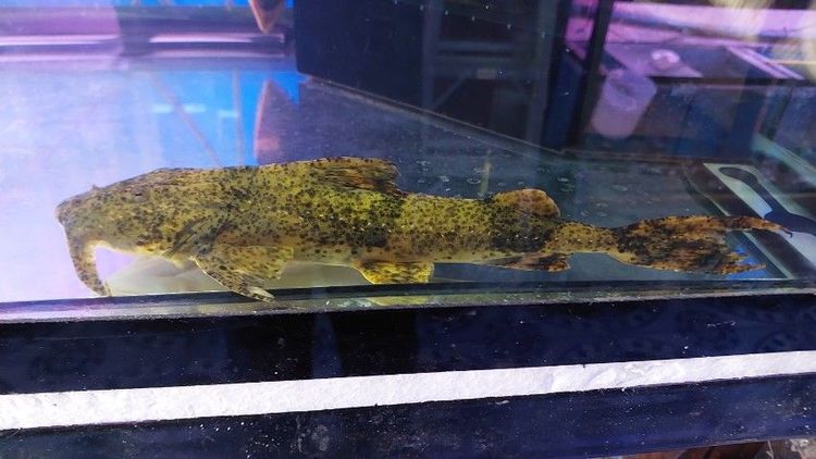 รักแท้ยักษ์ รูปที่ 2