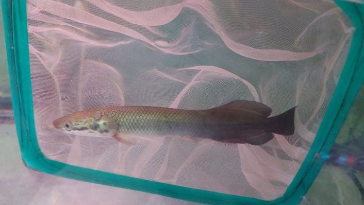 ปลาช่อนอเมซอน