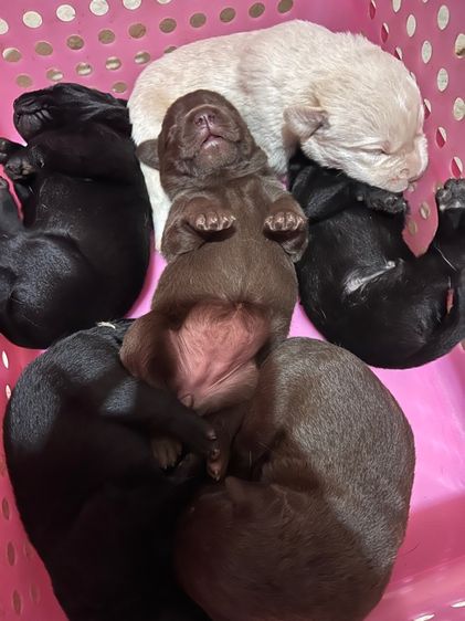 น้องหมาลาบสดอร์ รูปที่ 2