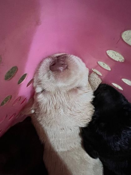 น้องหมาลาบสดอร์ รูปที่ 3