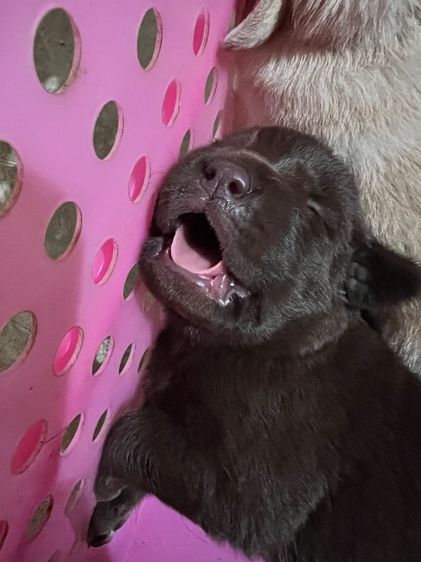 น้องหมาลาบสดอร์ รูปที่ 4