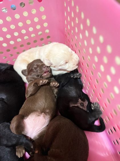 น้องหมาลาบสดอร์