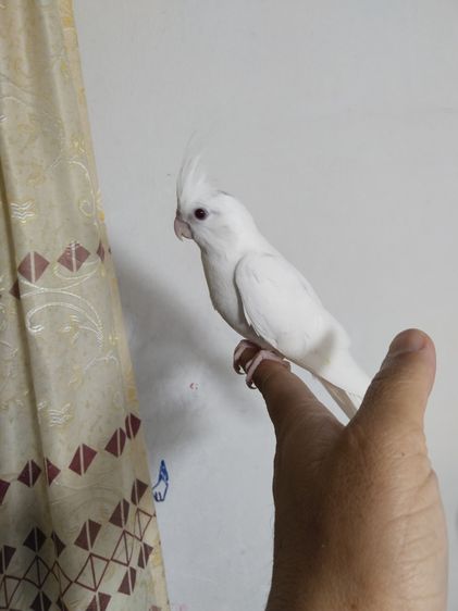 คอกคาเทล รูปที่ 3