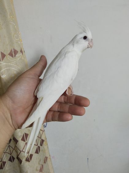 คอกคาเทล รูปที่ 2