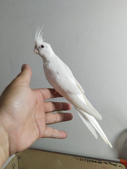 คอกคาเทล