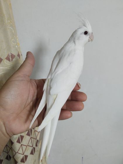 คอกคาเทล รูปที่ 4