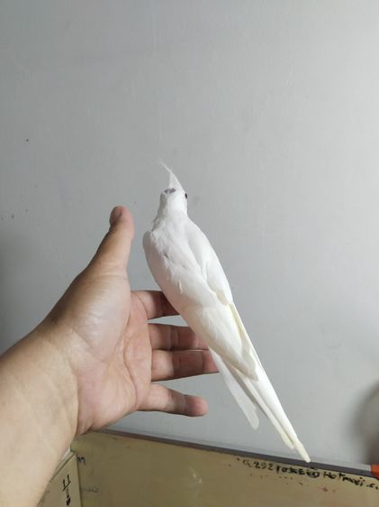 คอกคาเทล รูปที่ 6