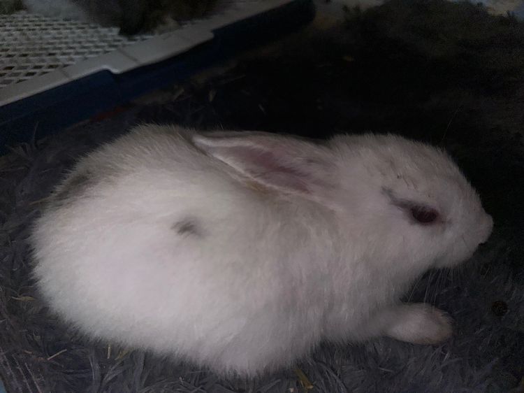 กระพันธุ์ผสมไทย-ฮอลแลนด์ลอป รูปที่ 2