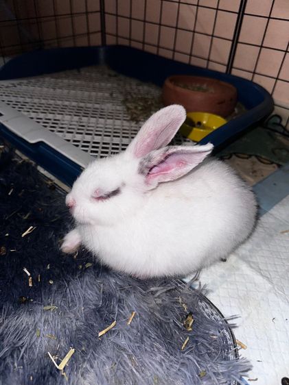 กระพันธุ์ผสมไทย-ฮอลแลนด์ลอป