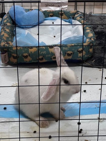 กระพันธุ์ผสมไทย-ฮอลแลนด์ลอป รูปที่ 3