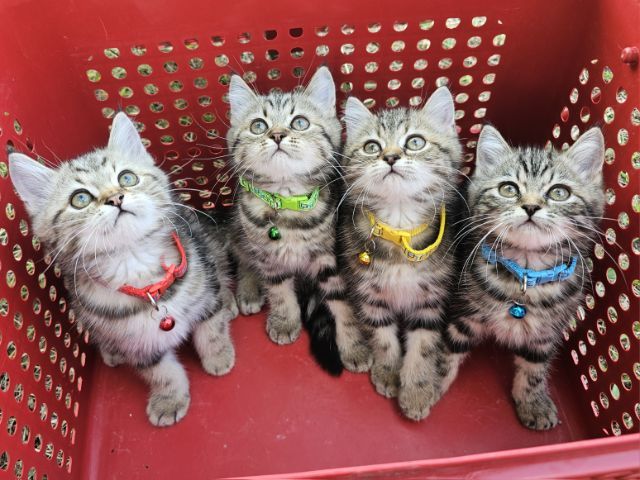 สก็อตติช รูปที่ 11