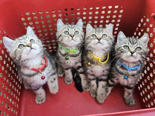 สก็อตติช รูปที่ 12