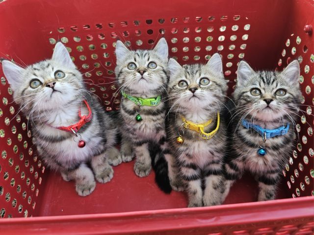 สก็อตติช รูปที่ 7