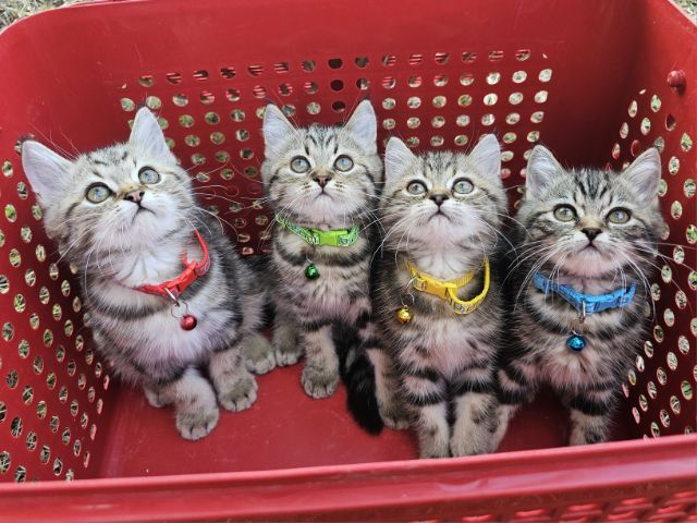 สก็อตติช รูปที่ 8