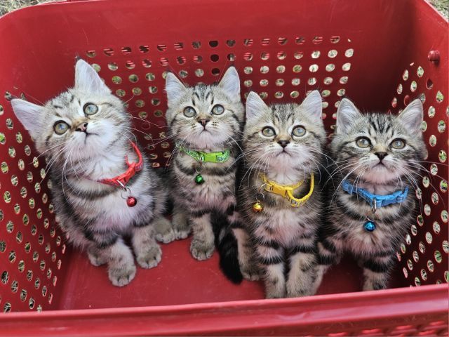 สก็อตติช รูปที่ 6