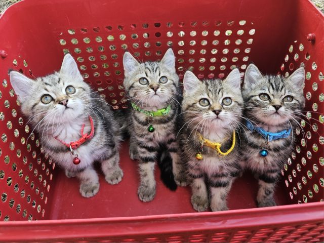 สก็อตติช รูปที่ 2