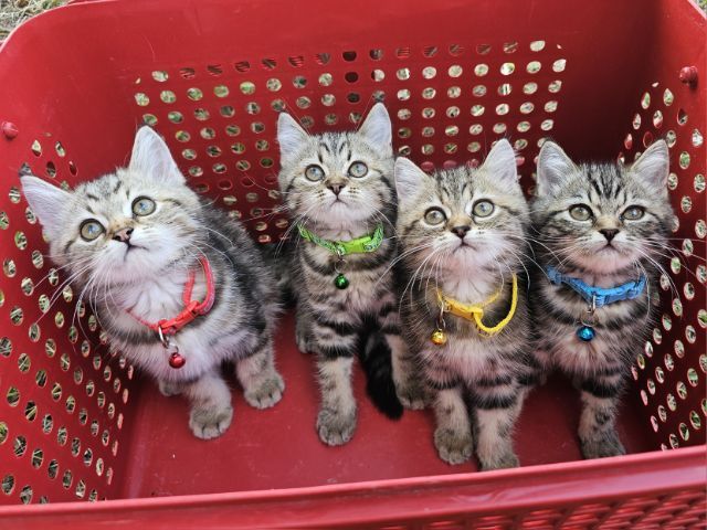 สก็อตติช รูปที่ 3