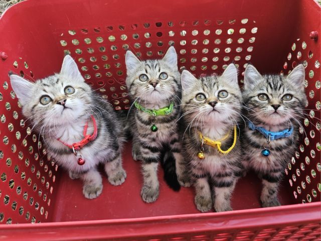 สก็อตติช รูปที่ 4